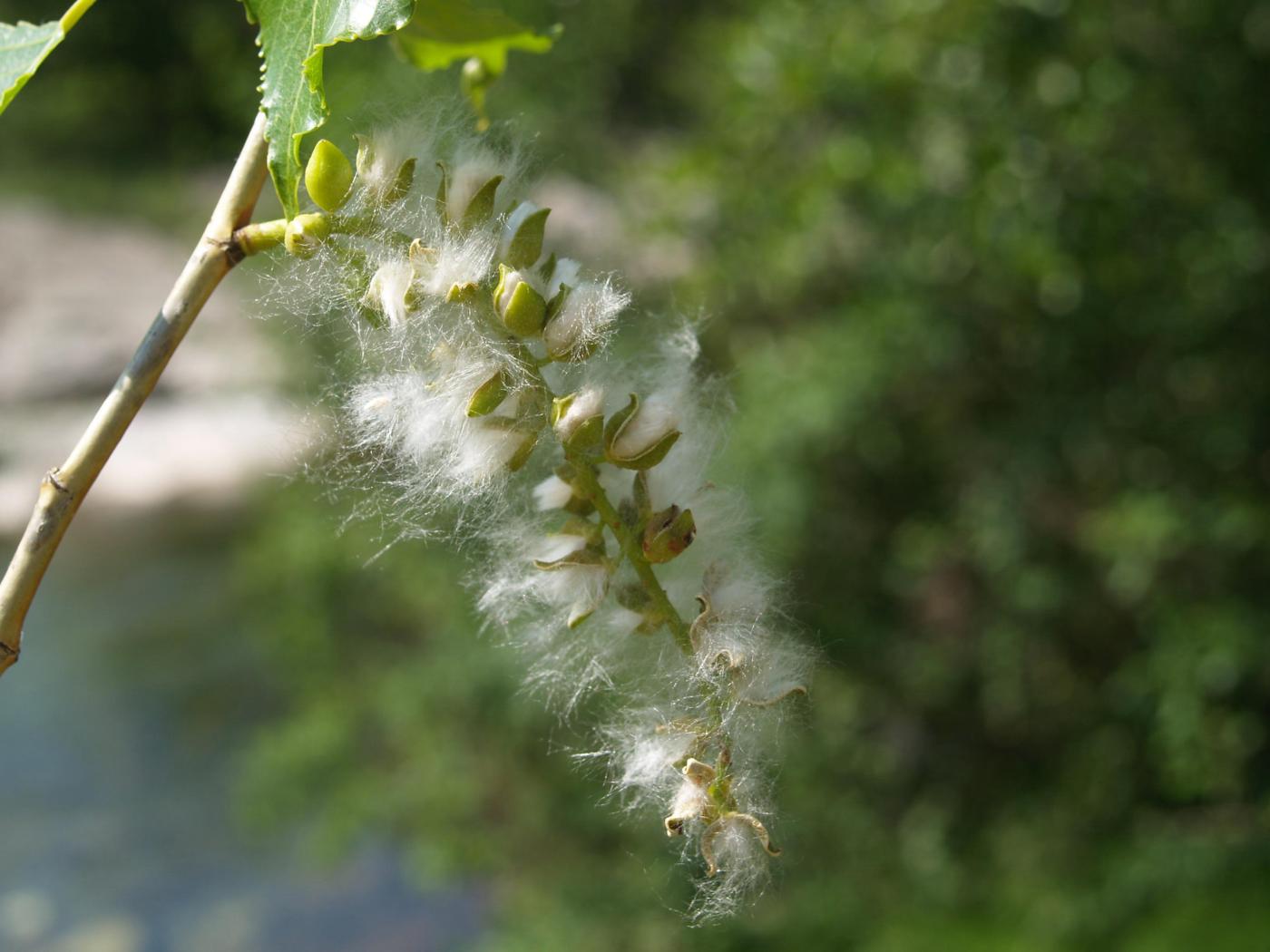 Poplar, Black fruit